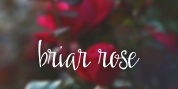 Briar Rose font download