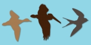 Birds Flying font download