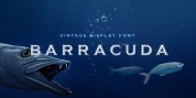 Barracuda font download