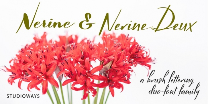 Nerine font preview