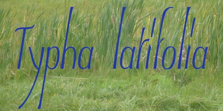 Typha Latifolia font preview