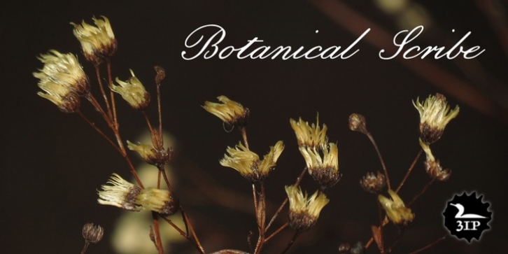 Botanical Scribe font preview